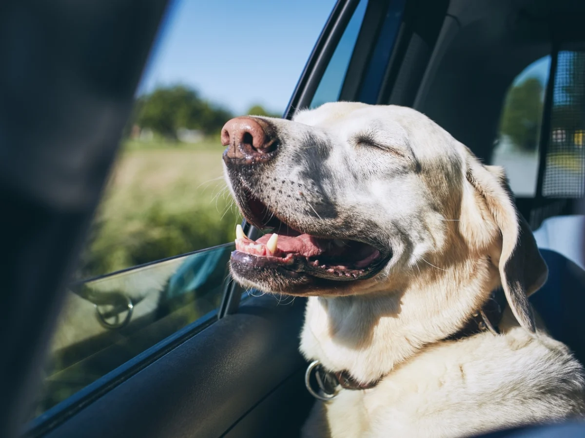 Best way to remove shop dog smell from car