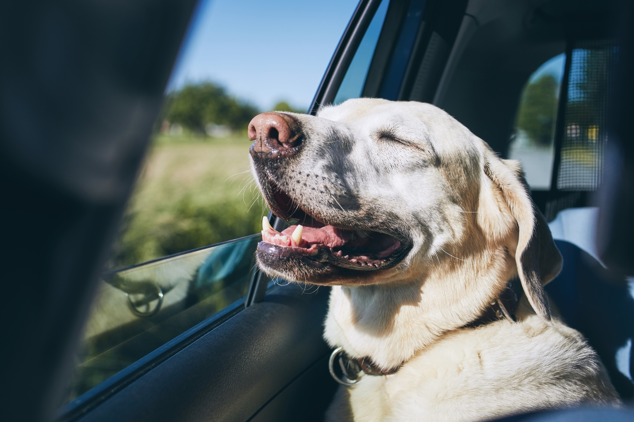 Dog enjoy from traveling by car